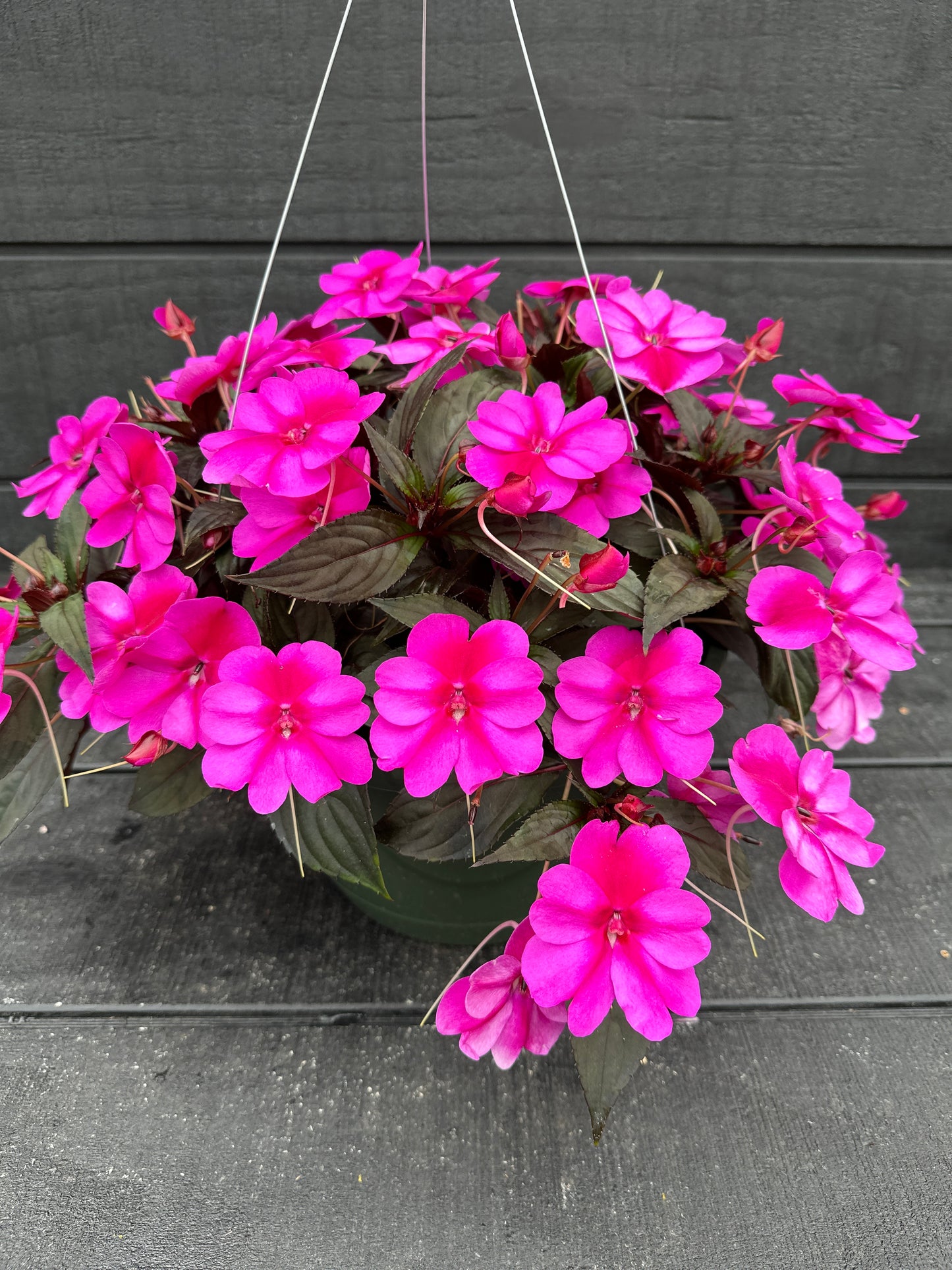 SUNPATIENS COMPACT PURPLE CANDY - 10" HANGING BASKET