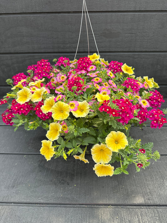 COMBO GREAT ESCAPE - 10" HANGING BASKET