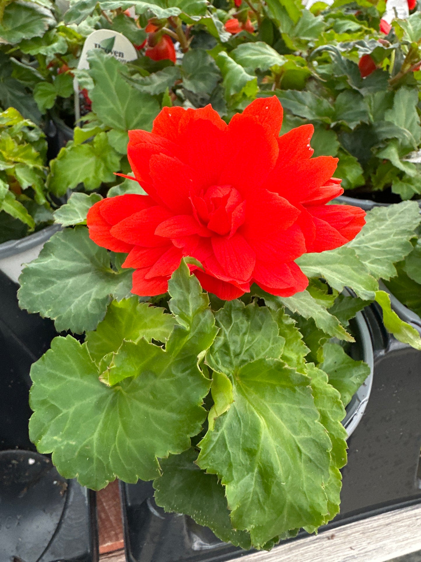 BEGONIA FUNKY ORANGE - QUART POT