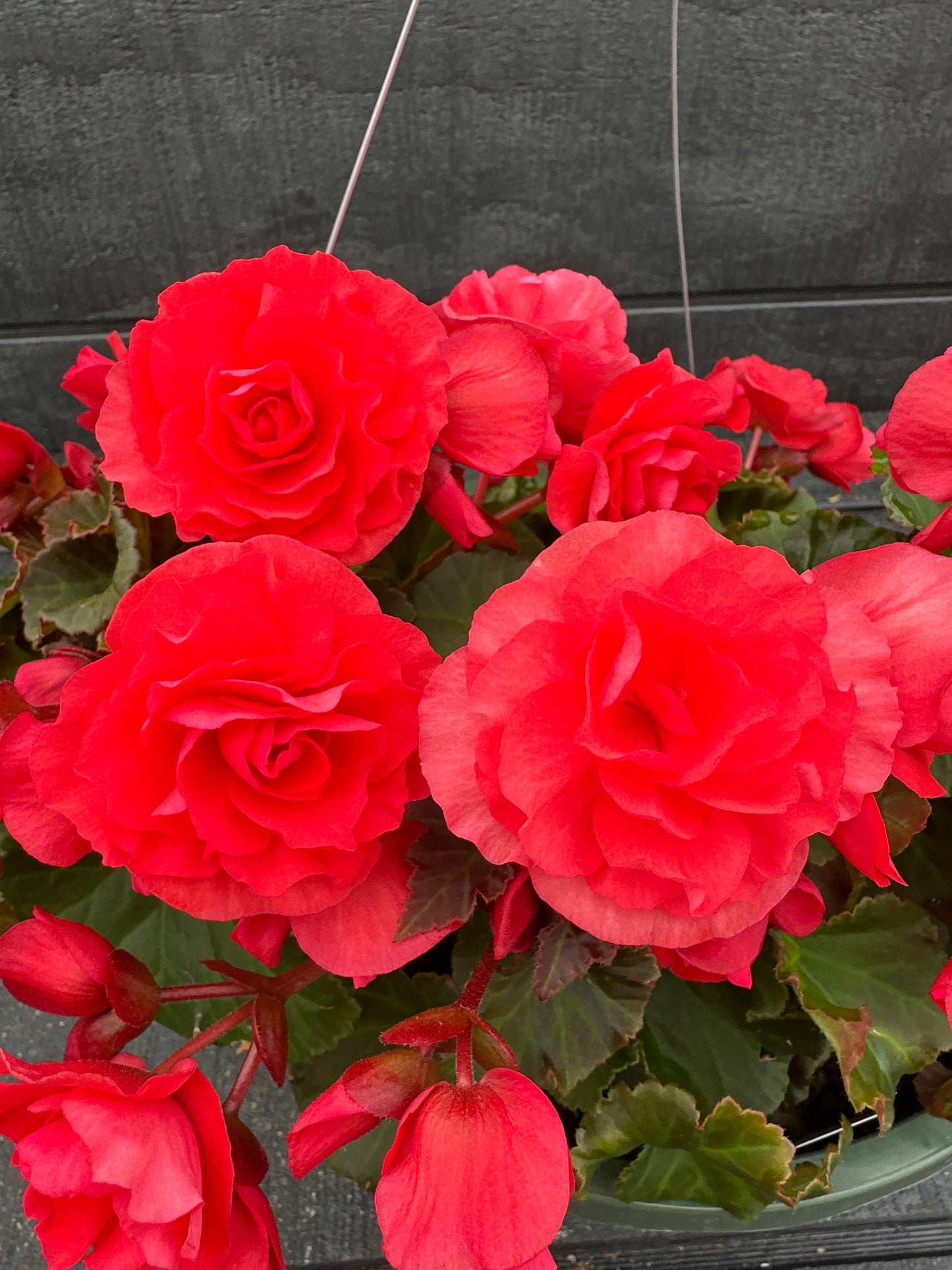 BEGONIA SOLENIAS DARK PINK - 10" HANGING BASKET