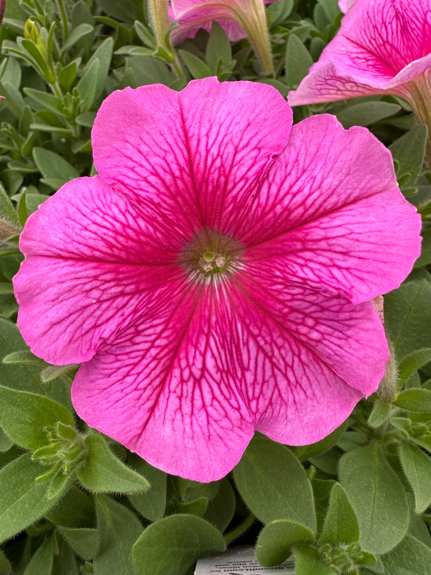 PETUNIA MADNESS SHEER - FLAT OF 48 PLANTS