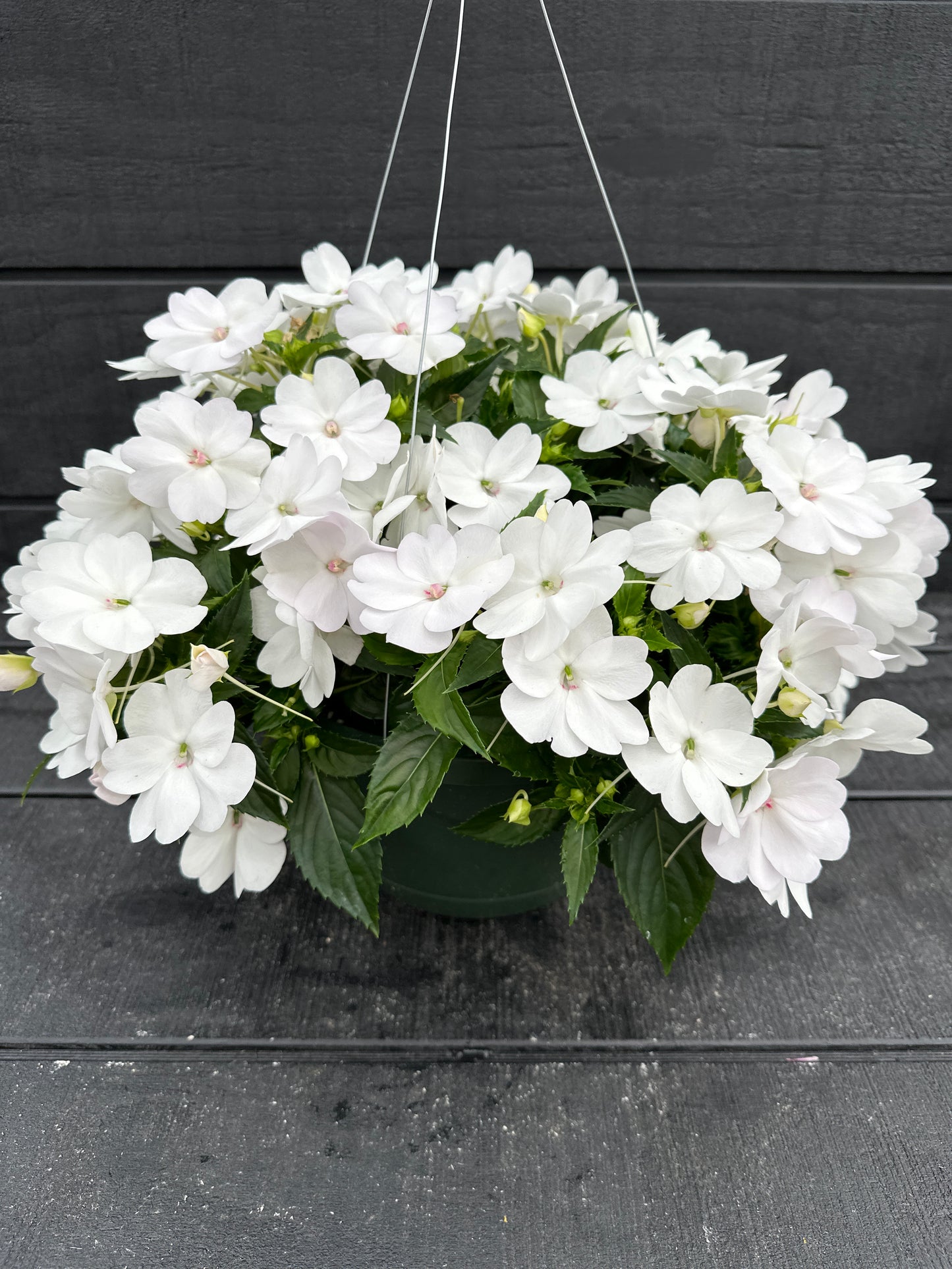 SUNPATIENS COMPACT WHITE - 10" HANGING BASKET