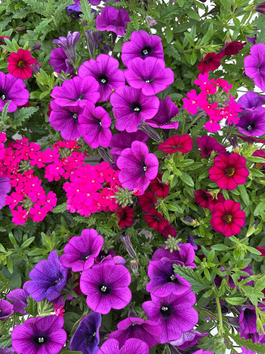 COMBO MERMAID TAILS - 6" POT