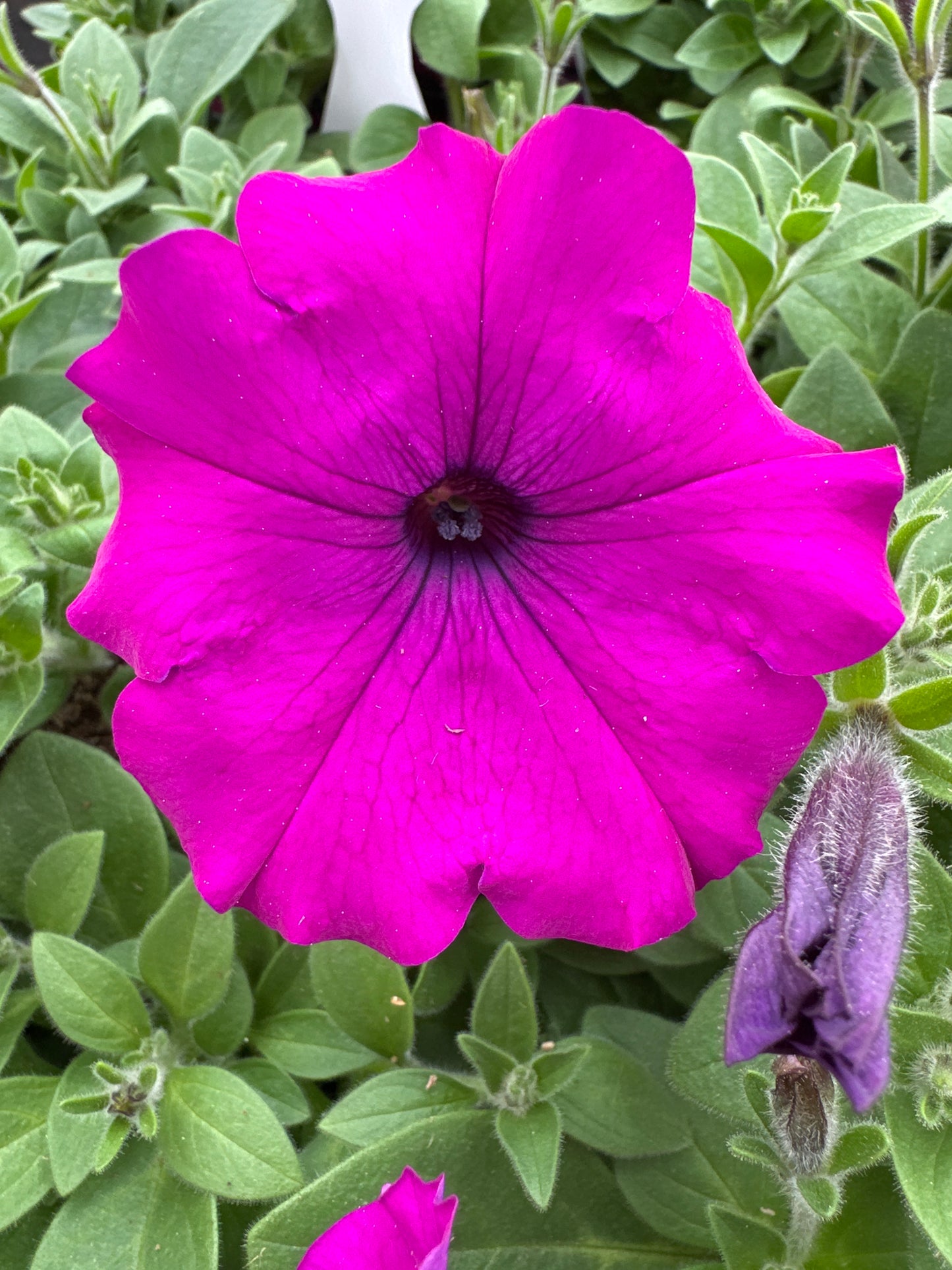 PETUNIA EASY WAVE VIOLET - JUMBO 6 PACK