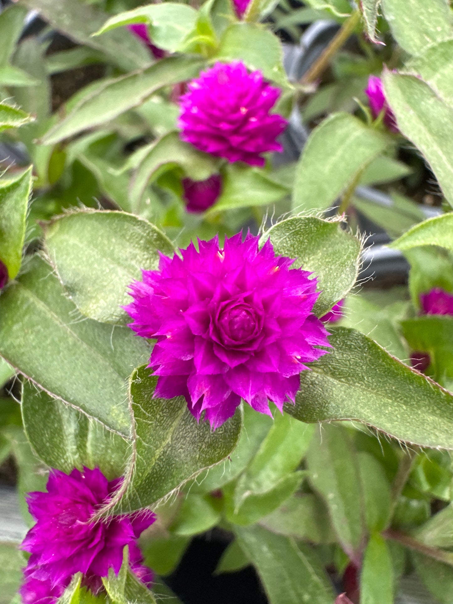 GOMPHRENA LIL FOREST PURPLE - QUART POT