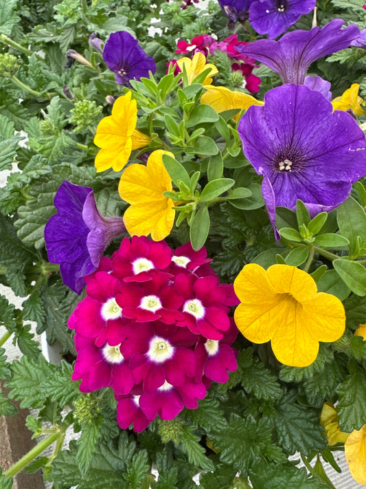 COMBO OVER THE TOP - 6" POT