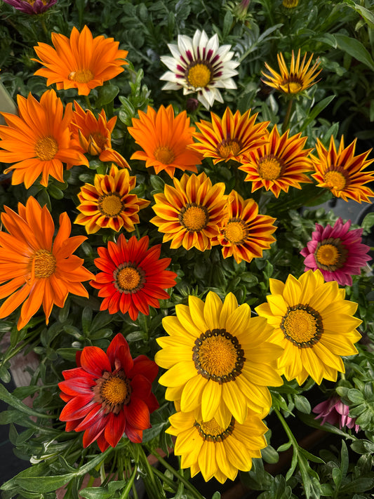 GAZANIA NEW DAY MIX - 4'' POT