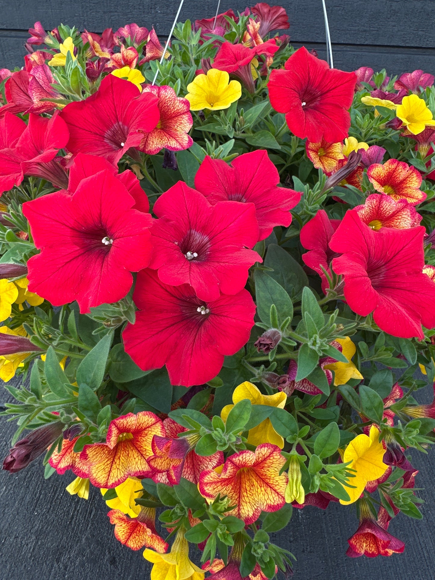 BASKET #84 - 12'' HANGING BASKET