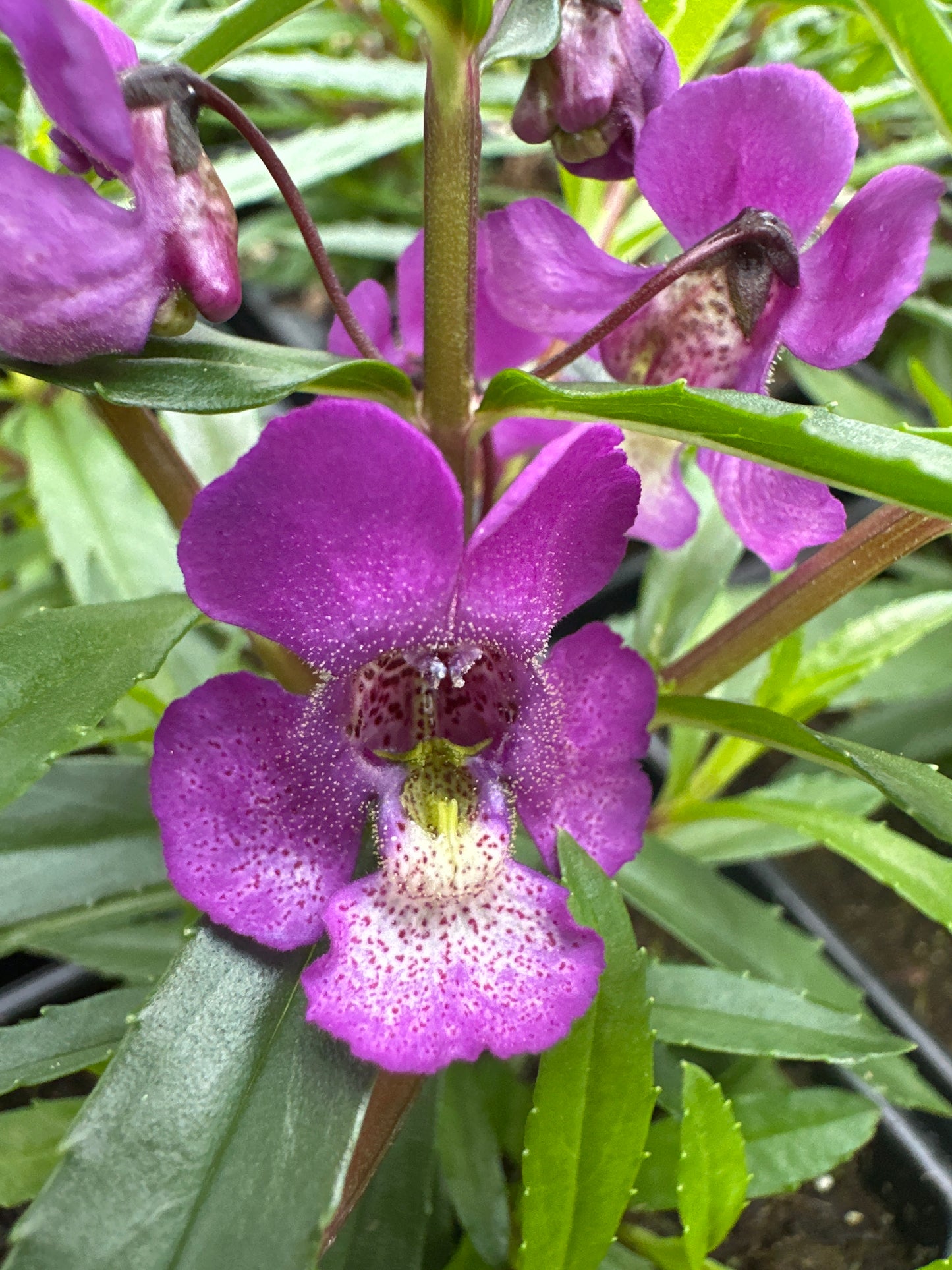 ANGELONIA SERENITA PURPLE - JUMBO 6 PACK