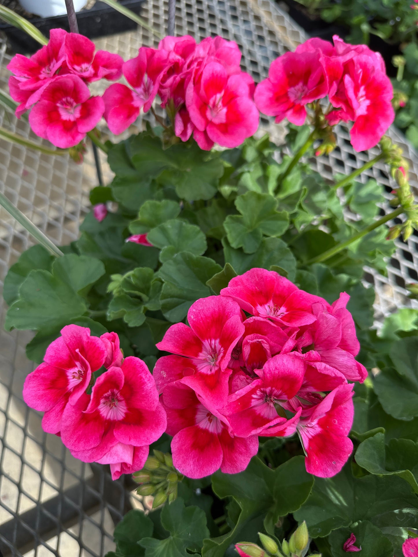GERANIUM CALLIOPE MEDIUM ROSE MEGA SPLASH - 6" POT
