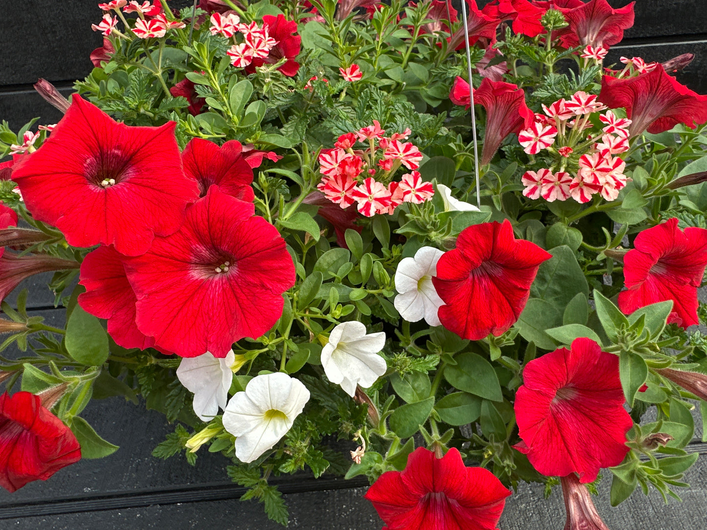 COMBO WALK OF STARS - 10" HANGING BASKET