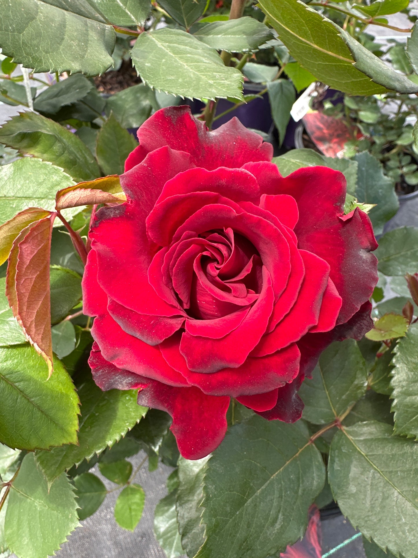 ROSE Dancing in the Dark