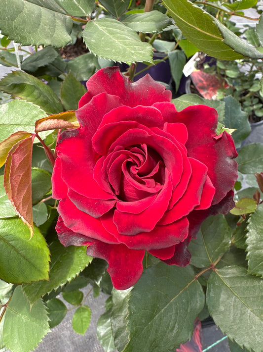 ROSE Dancing in the Dark