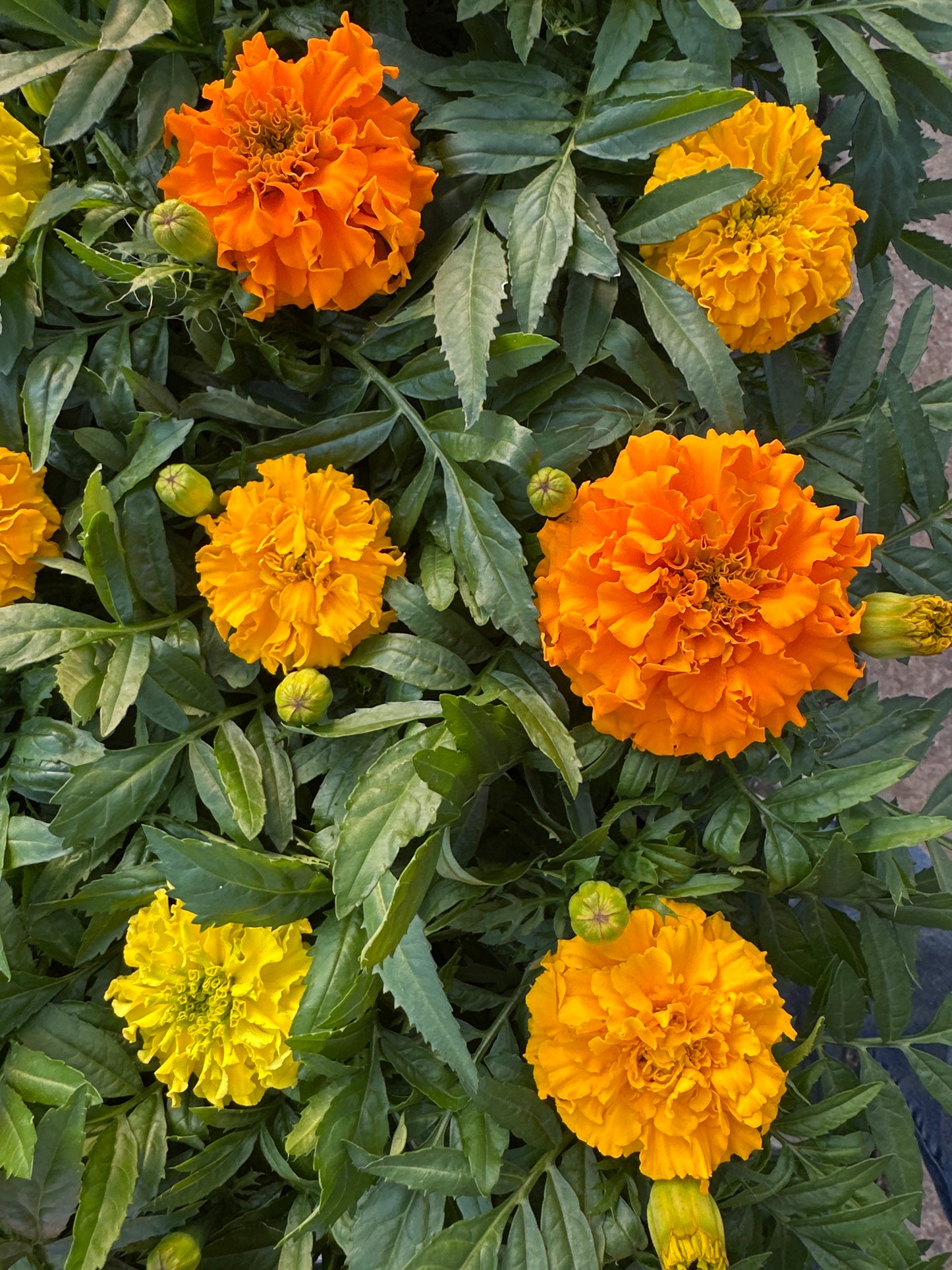 MARIGOLD TAISHAN MIX - JUMBO 6 PACK