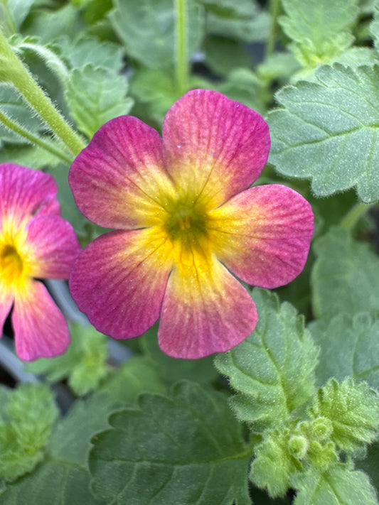 JAMESBRITTENIA SAFARI DAWN - QUART POT