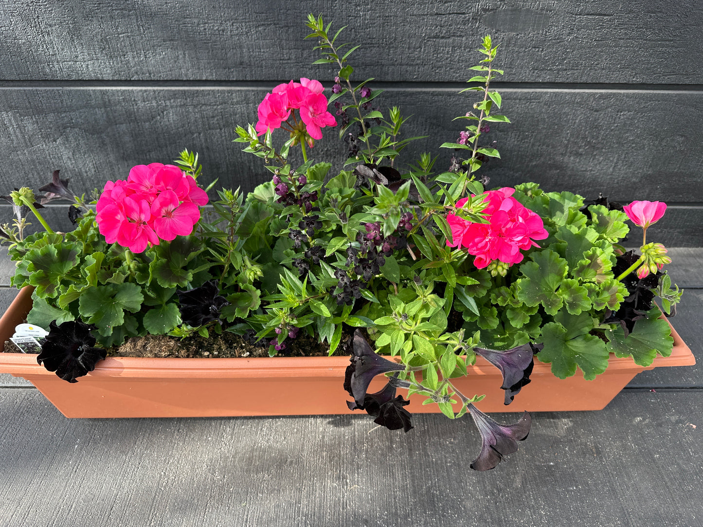 COMBO #11 - 30'' WINDOW BOX