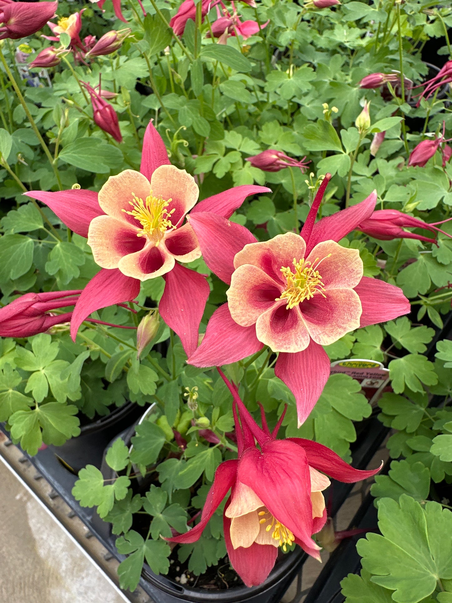 AQUILEGIA EARLY BIRD RED YELLOW - QUART POT