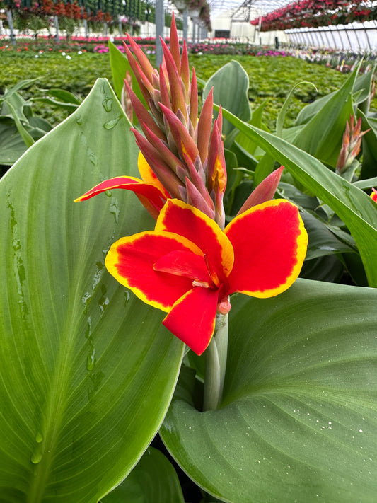 CANNA CANNOVA RED GOLDEN FLAME - QUART POT