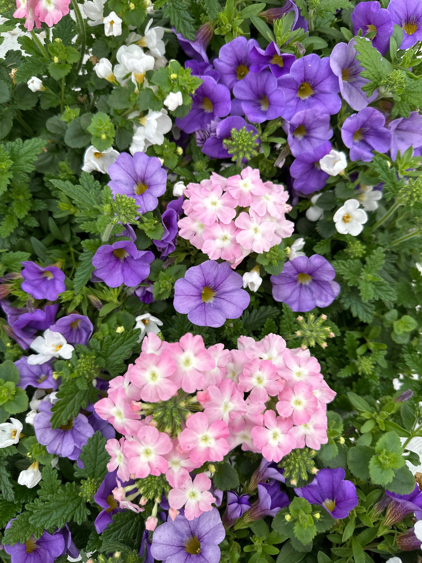 COMBO BLUEBERRY PARFAIT - 6" POT