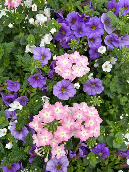 COMBO BLUEBERRY PARFAIT - 6" POT