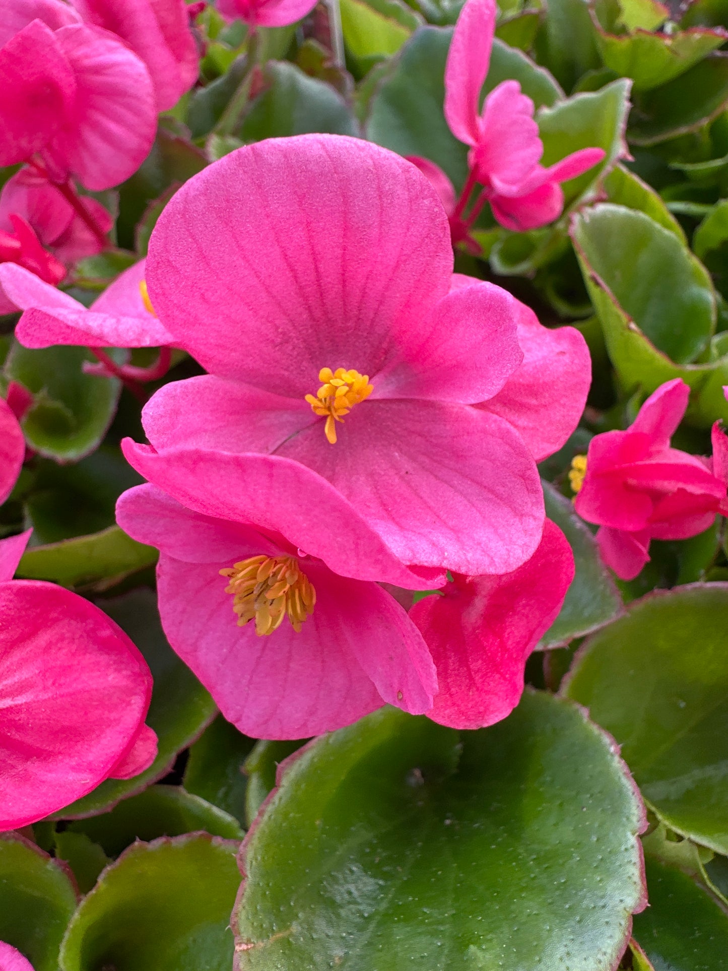 BEGONIA BADA BING ROSE - FLAT OF 48 PLANTS