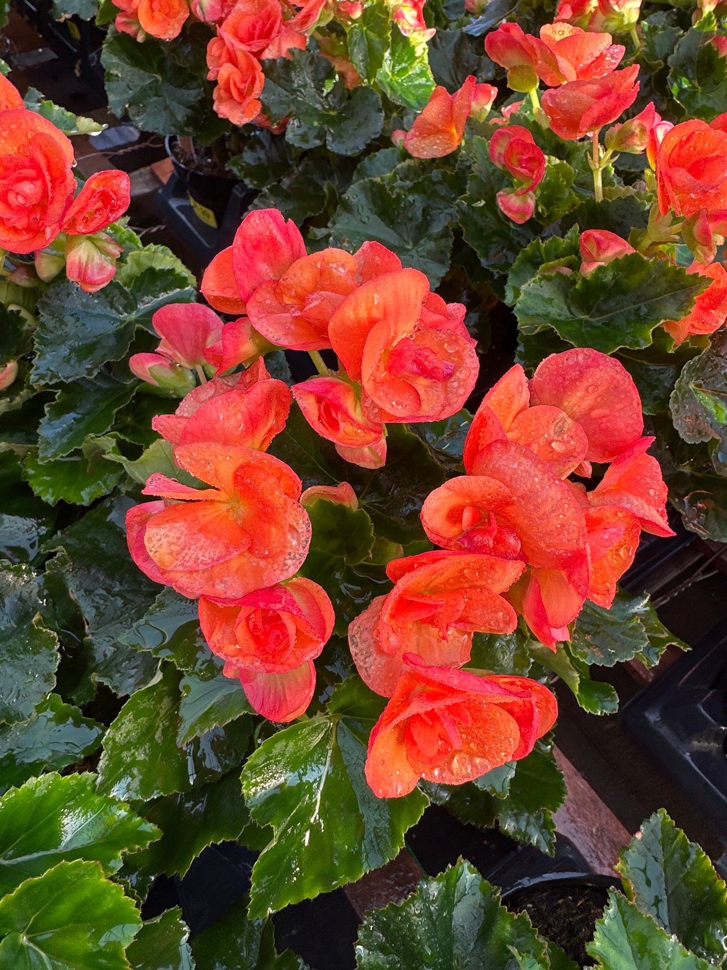 BEGONIA REIGER DARK BRITT - 4" POT