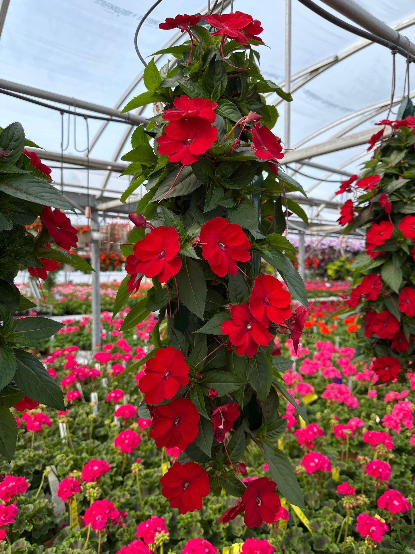 SUNPATIENS COMPACT RED - FLOWER BAG