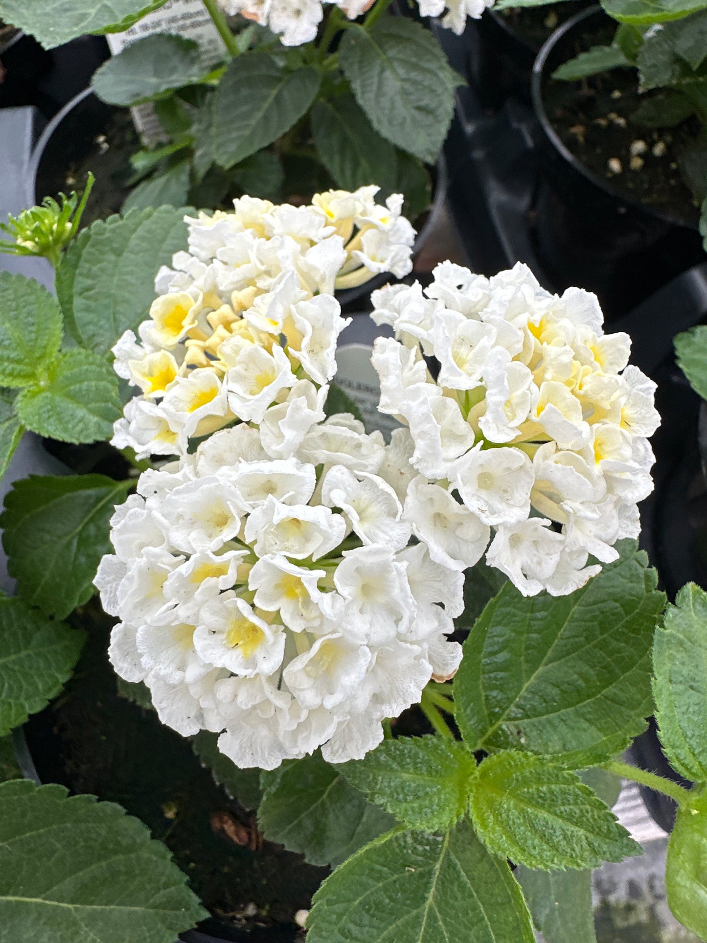 LANTANA BANDELERO WHITE - 4" POT