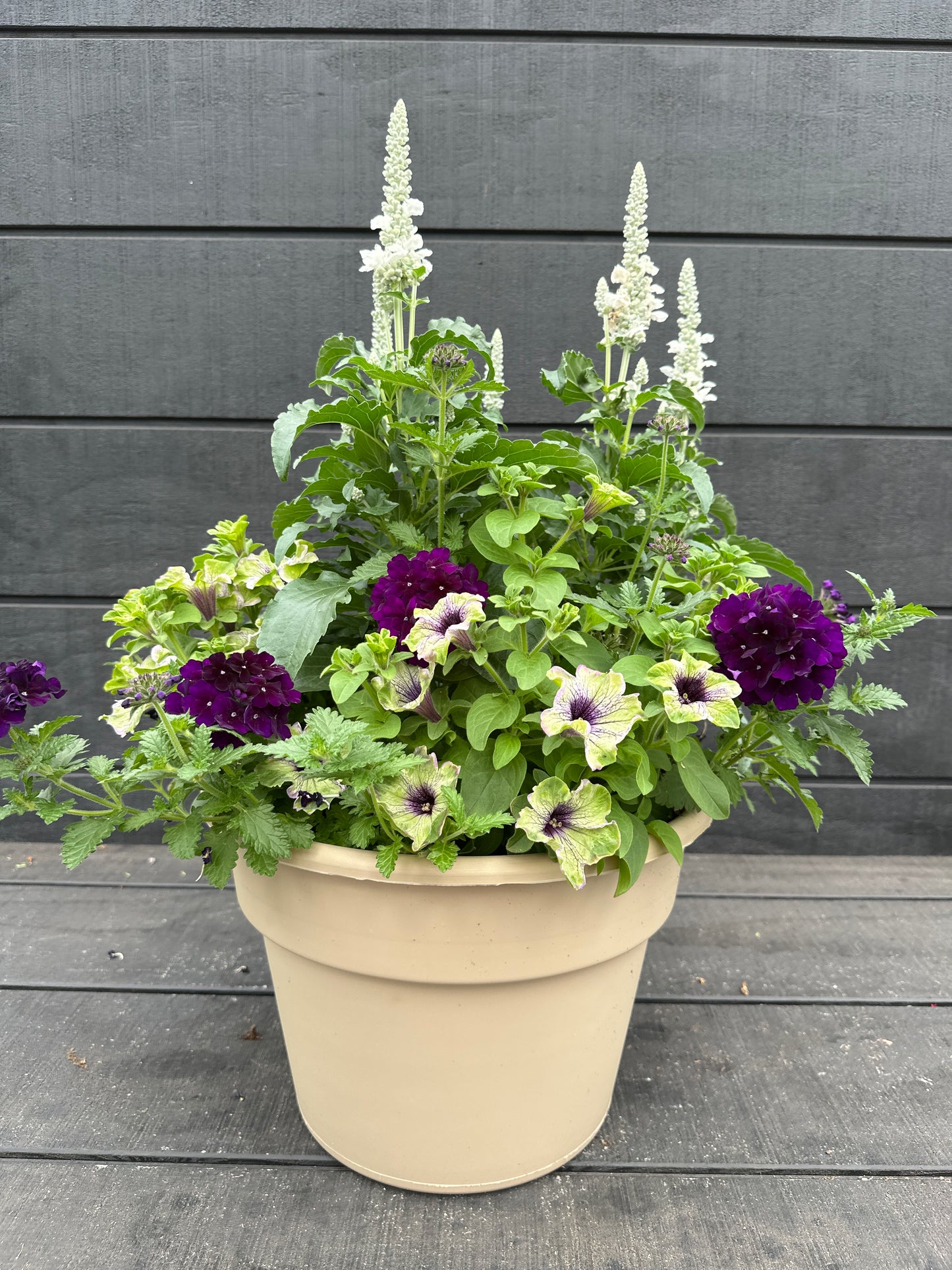COMBO #79 - 12'' POT
