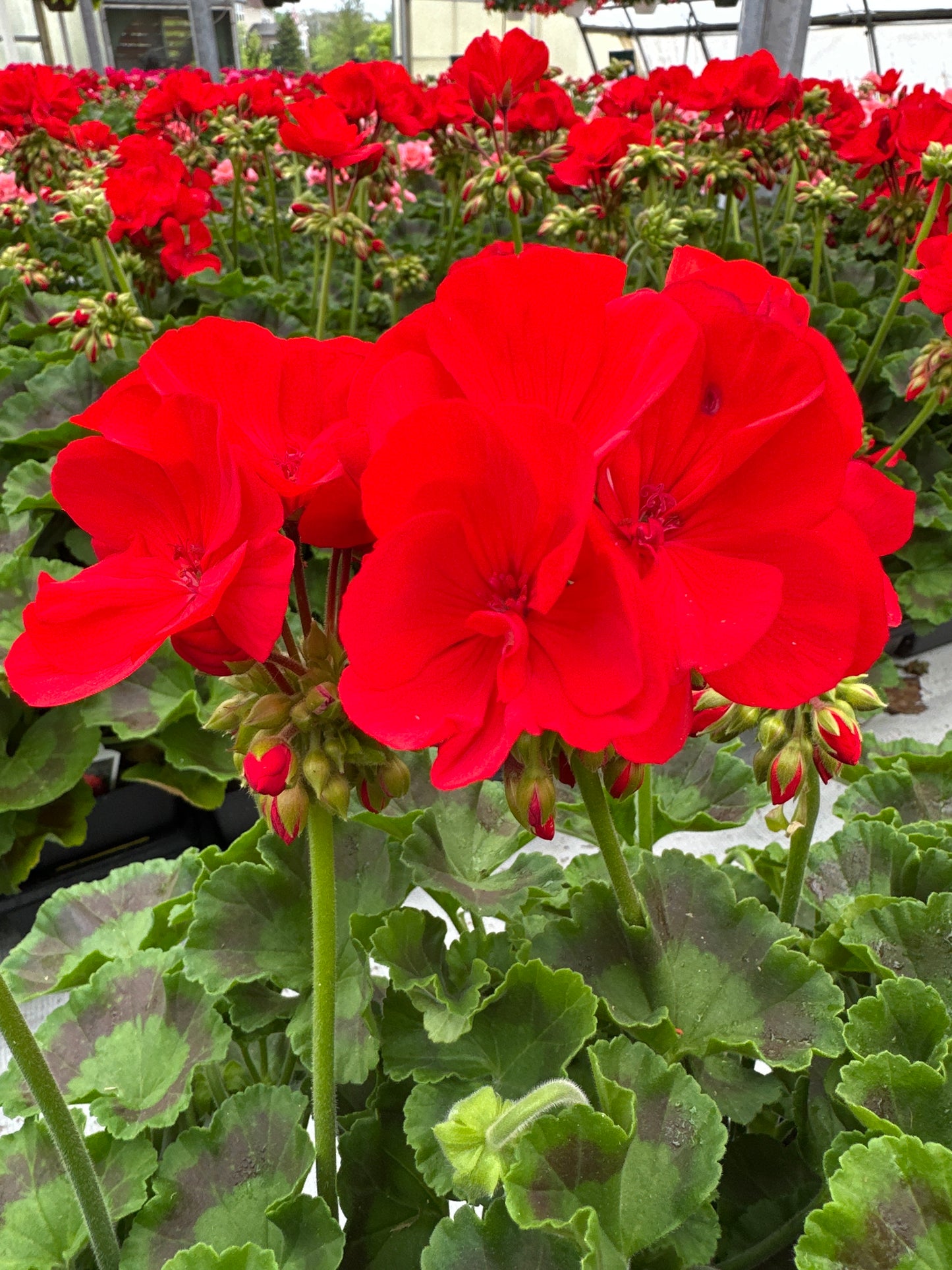 GERANIUM DYNAMO SCARLET - 4" POT