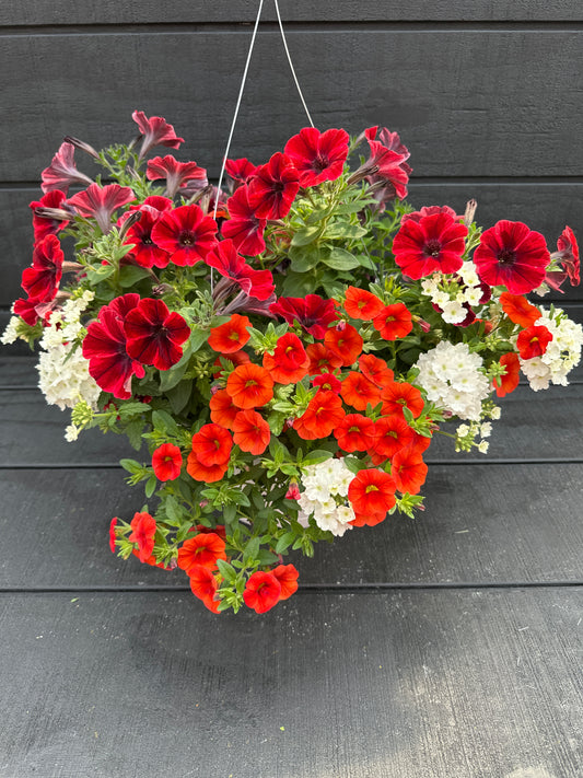 COMBO FIREFLASH - 10" HANGING BASKET