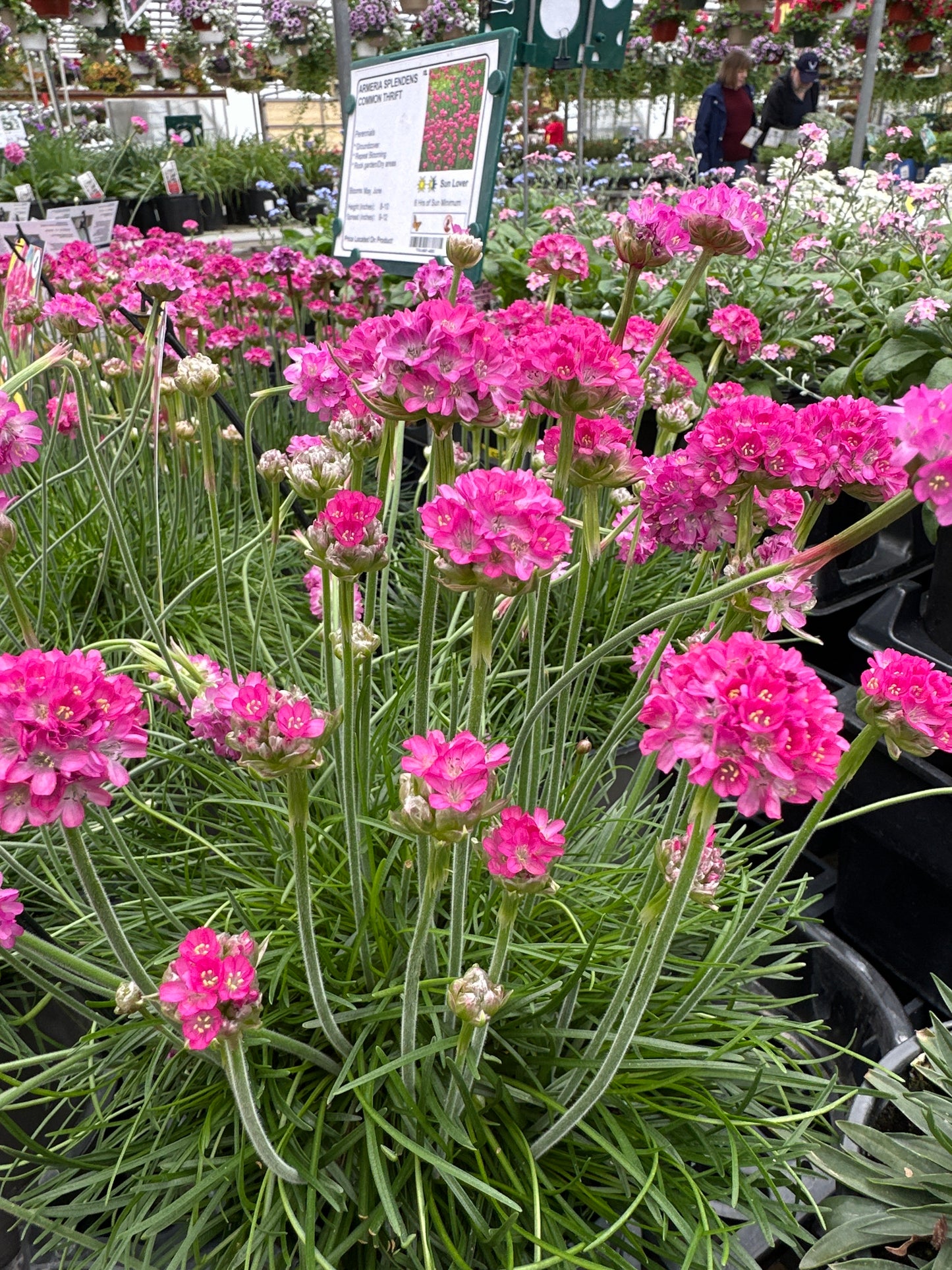 Armeria maritima 'Splendens'