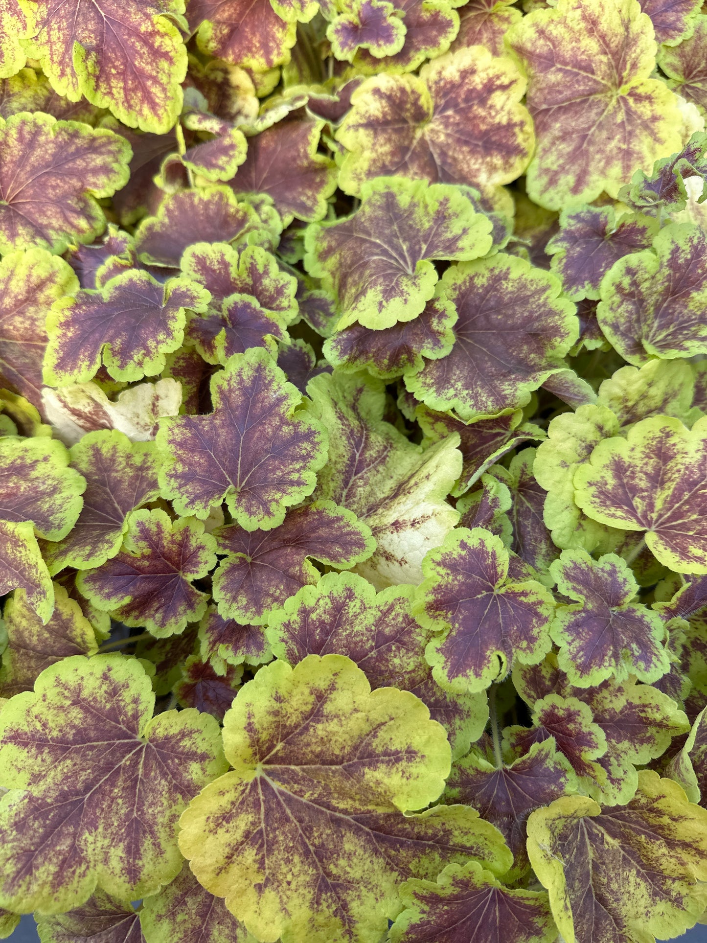 HEUCHERELLA SOLAR ECLIPSE - QUART POT