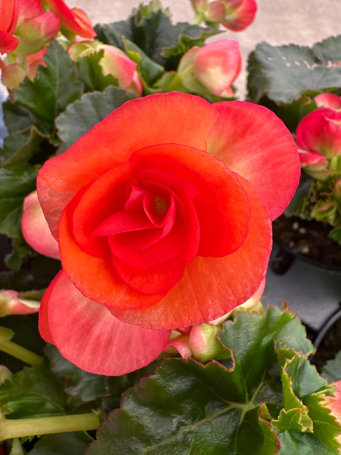 BEGONIA REIGER DARK BRITT - 4" POT