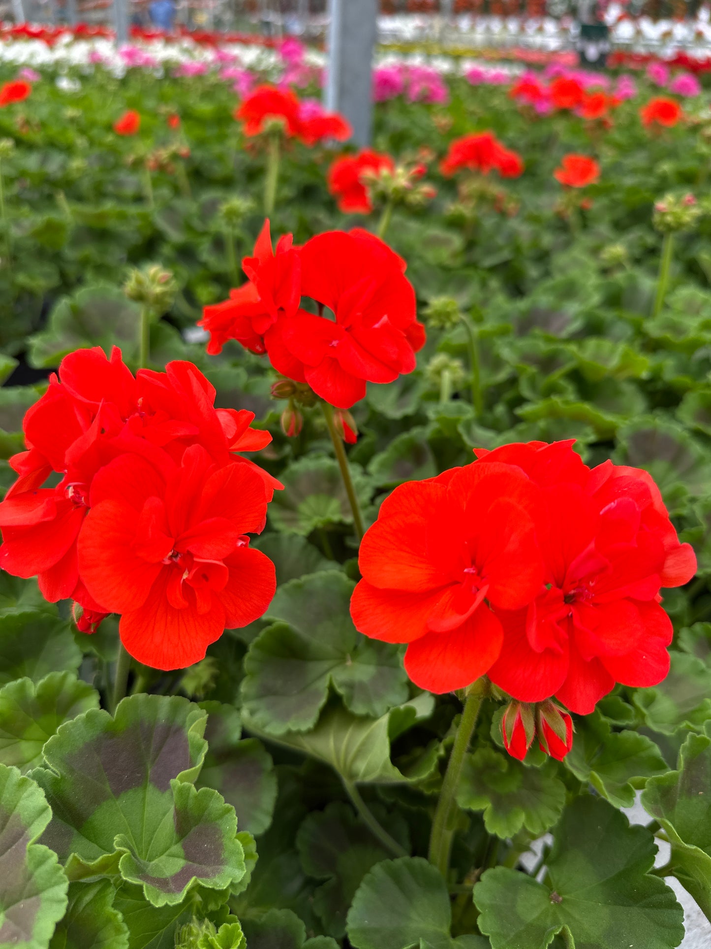 GERANIUM DYNAMO ORANGE - 4" POT