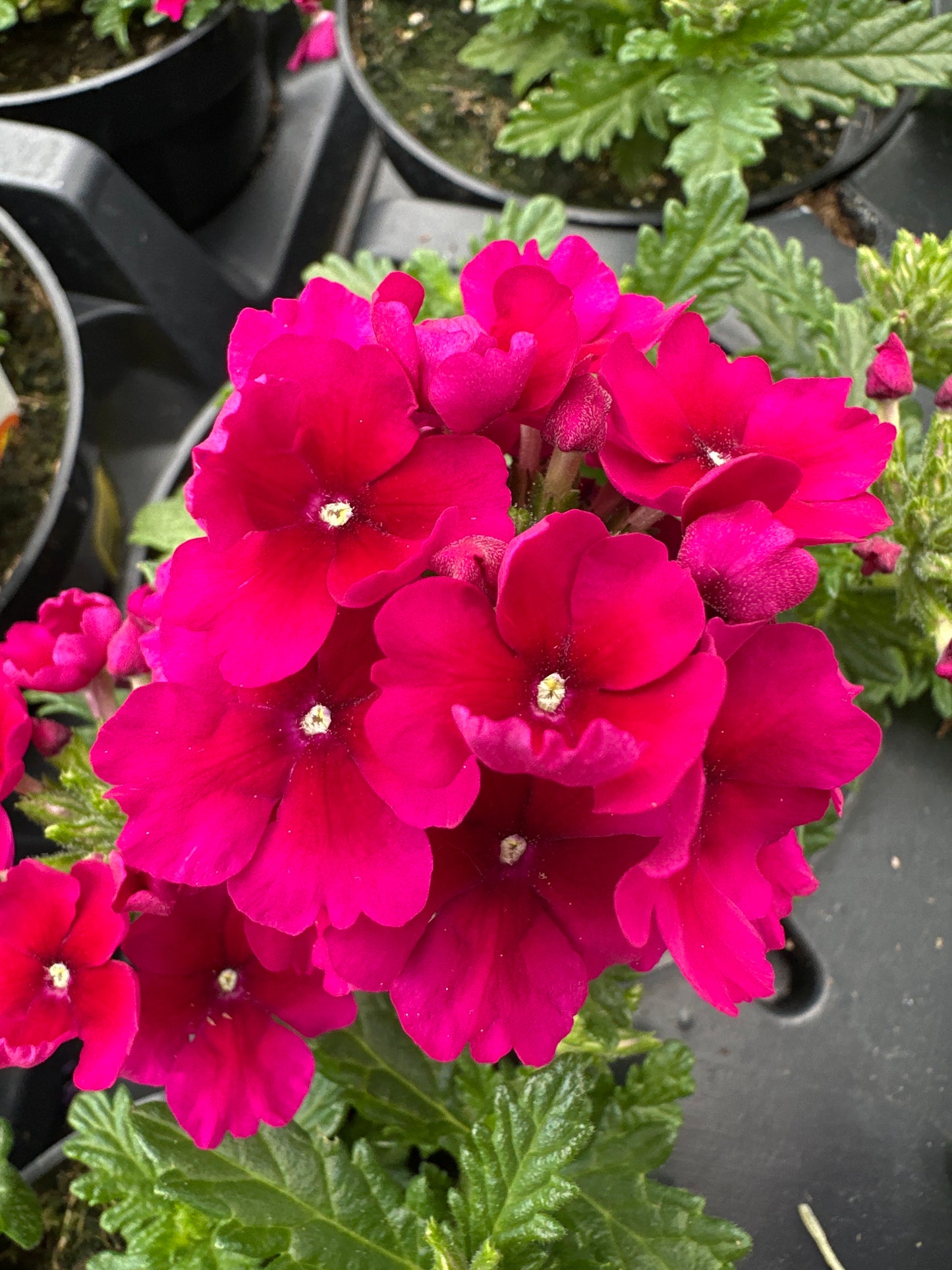 VERBENA EMPRESS SUN BURGUNDY - 4" POT