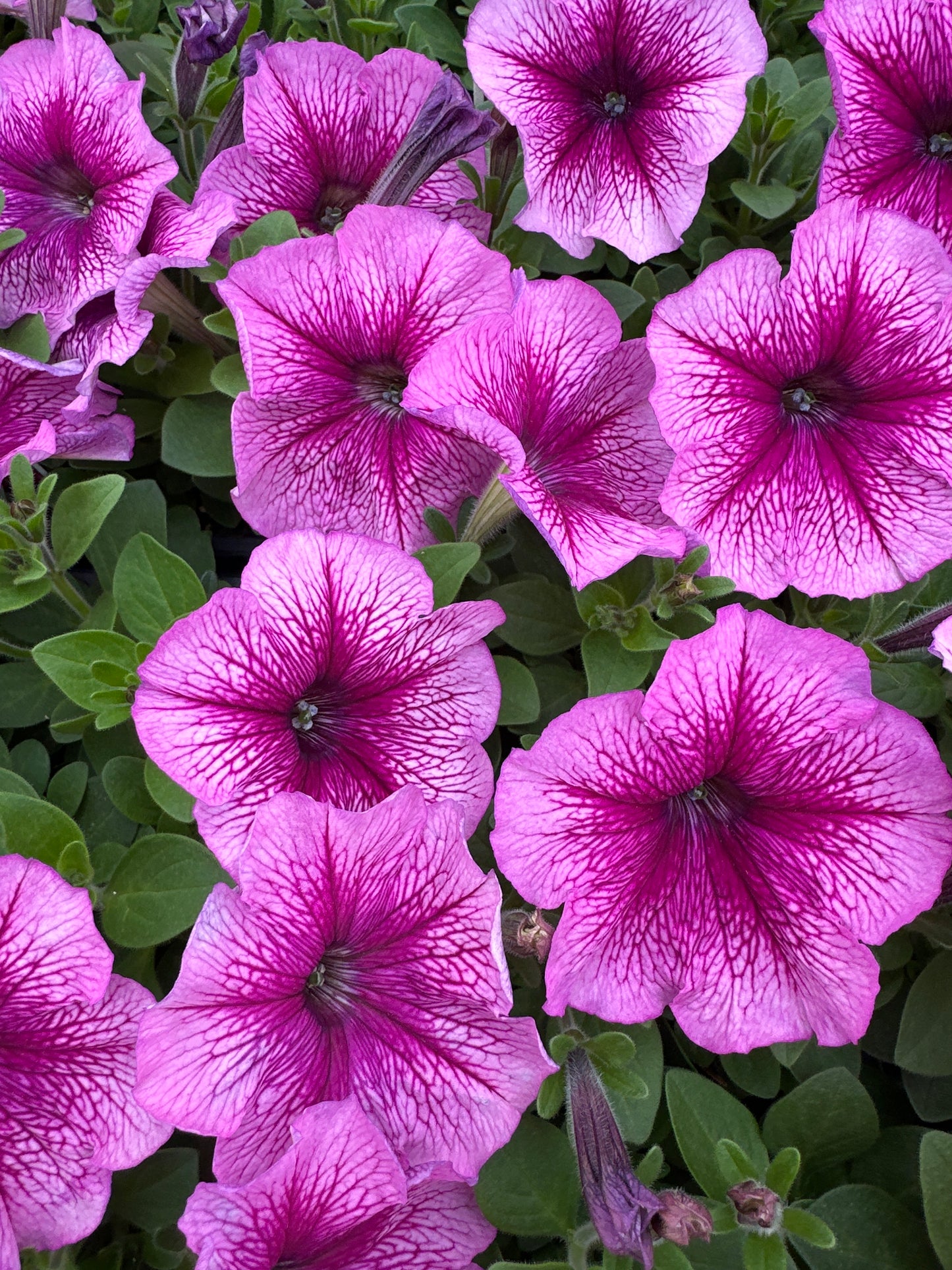 PETUNIA MADNESS SUGAR - FLAT OF 48 PLANTS