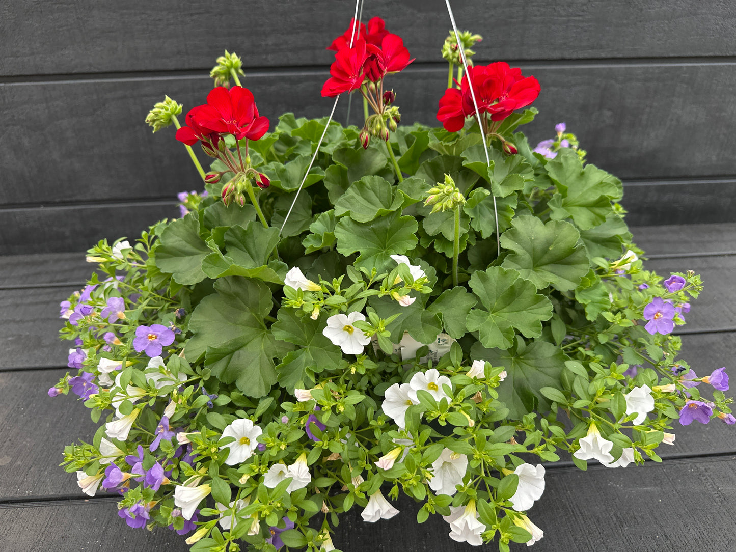BASKET #86 - 12'' HANGING BASKET