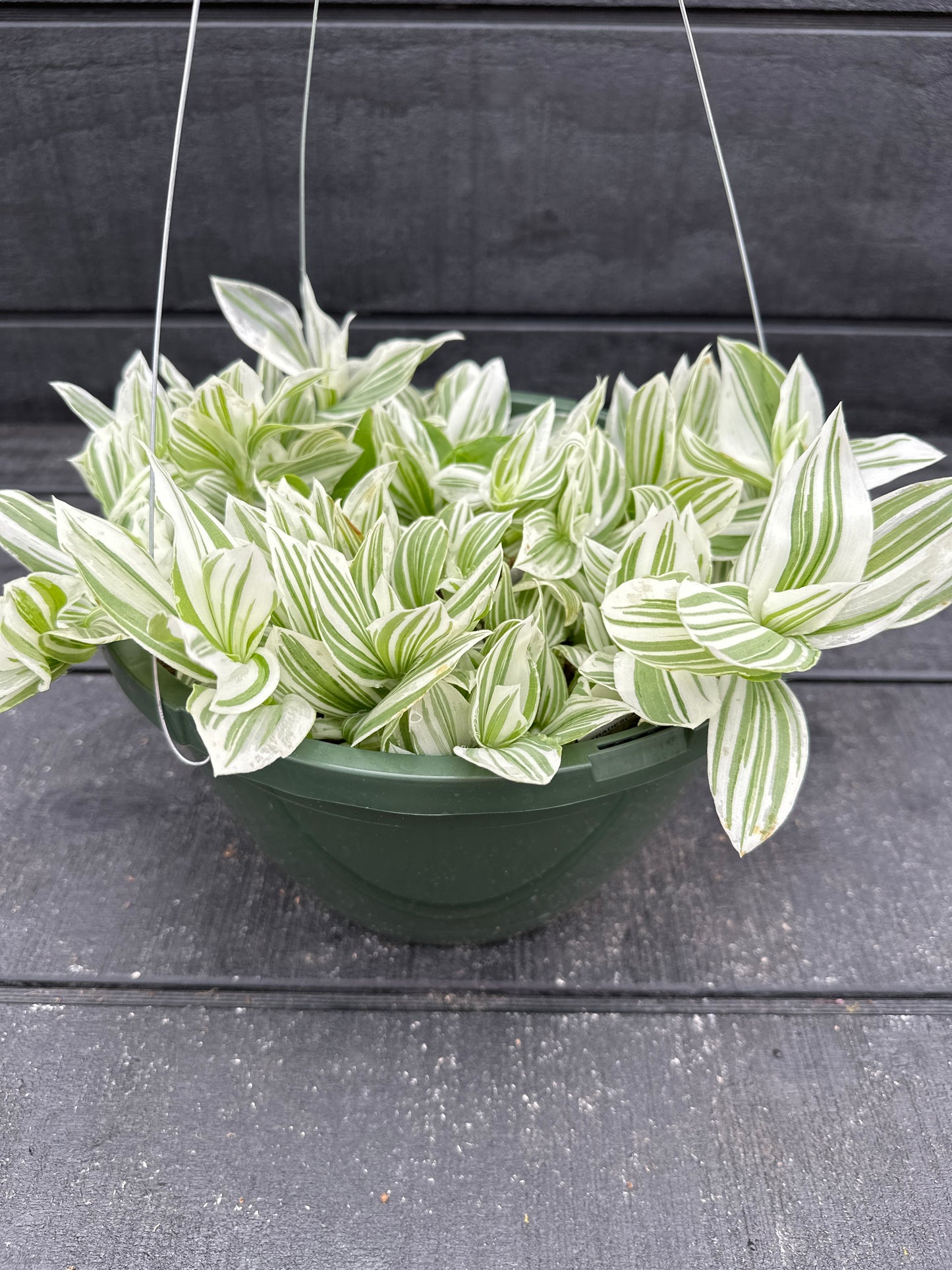 TRADESCANTIA PISTACHIO - 10" HANGING BASKET