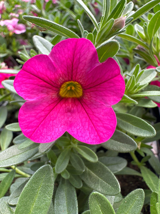 CALIBRACHOA CABARET HOT PINK - JUMBO 6 PACK