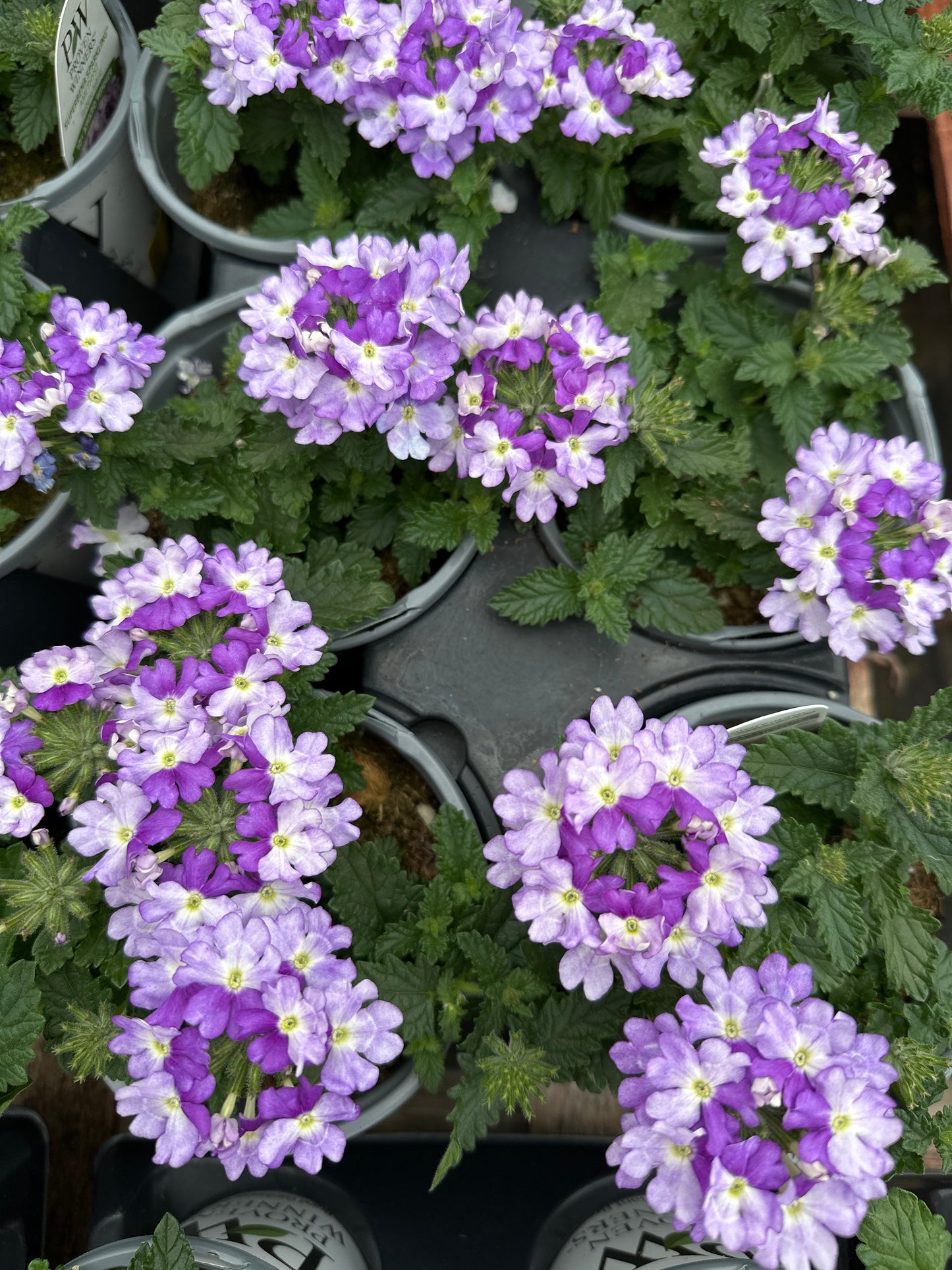 VERBENA SUPERBENA SPARKLING AMETHYST - QUART POT