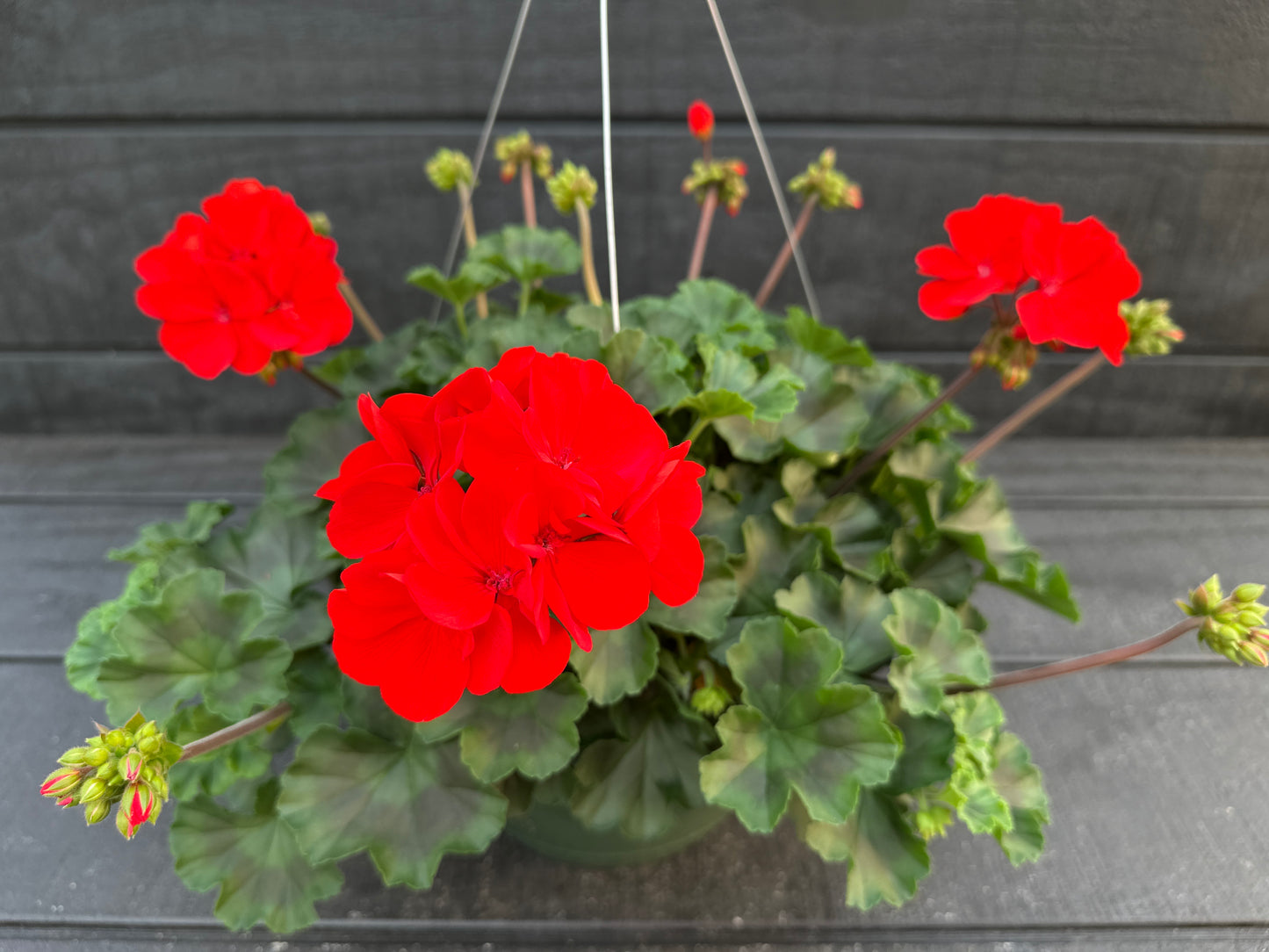 GERANIUM CALLIOPE MEDIUM BRIGHT SCARLET DARK LEAF - 10" HANGING BASKET