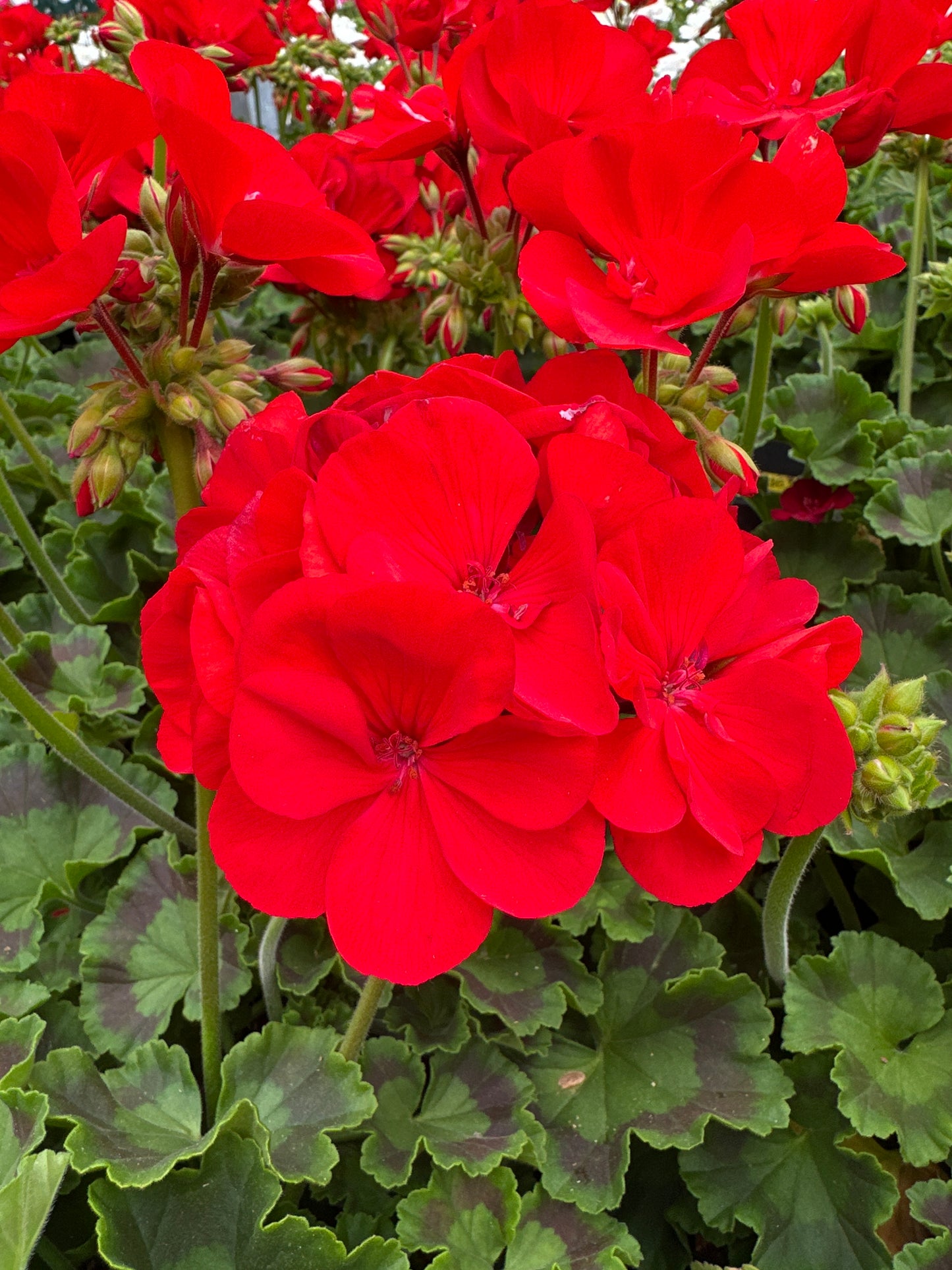 GERANIUM DYNAMO SCARLET - 4" POT