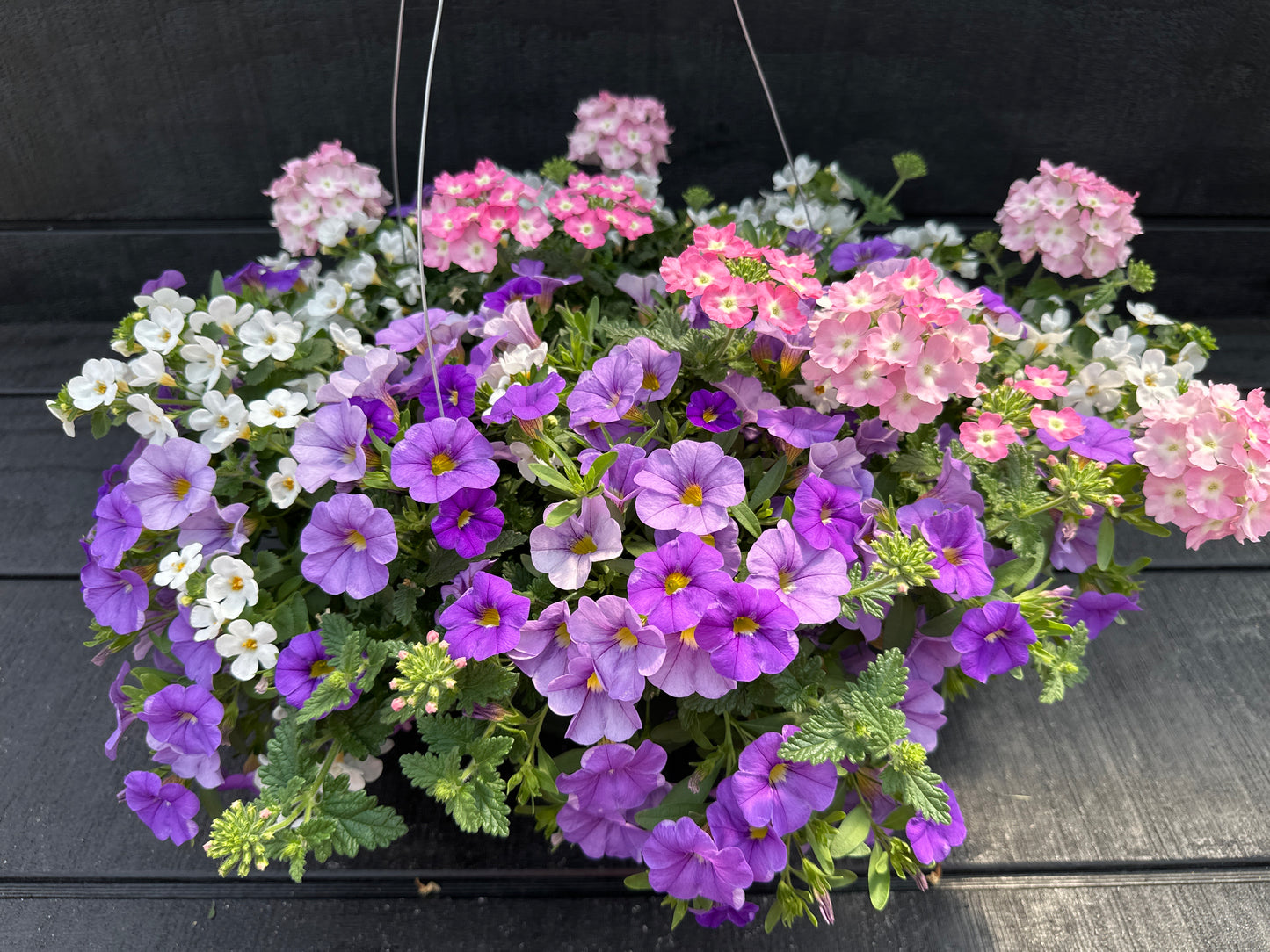 COMBO BLUEBERRY PARFAIT - 10" HANGING BASKET