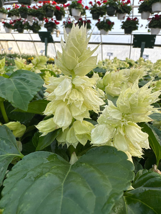 SALVIA VISTA WHITE - FLAT OF 48 PLANTS