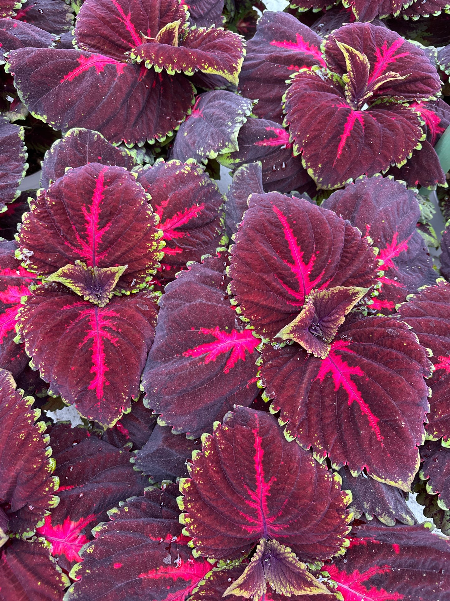 COLEUS KONG RED - 6" POT
