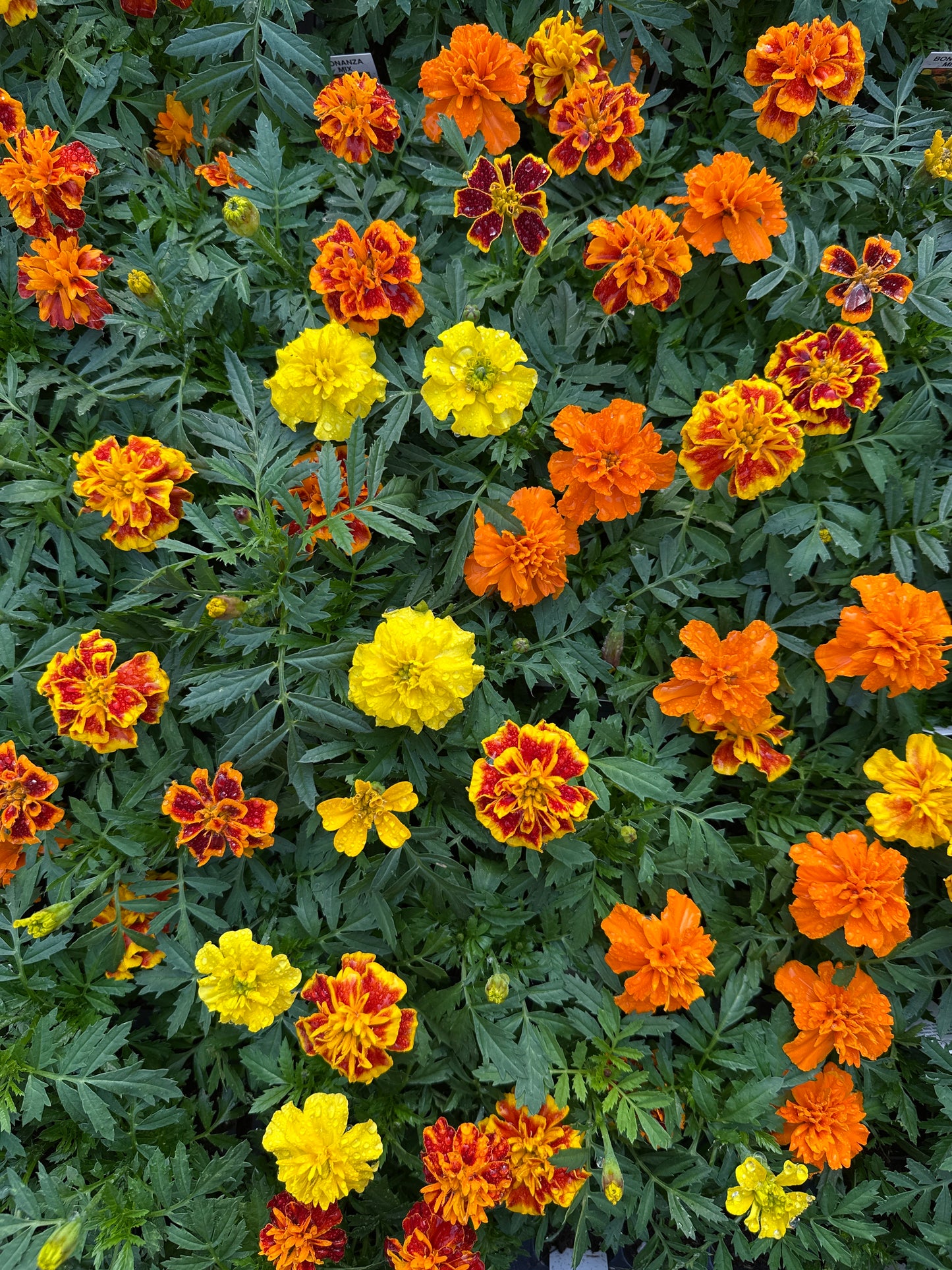 MARIGOLD BONANZA MIX - FLAT OF 48 PLANTS