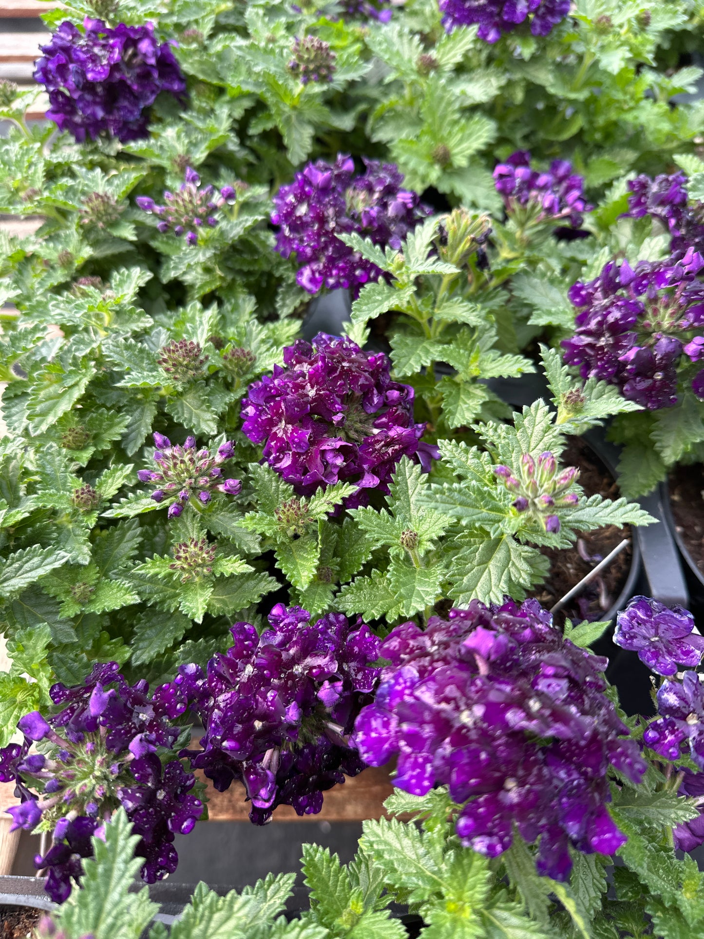 VERBENA EMPRESS VIOLET BLUE - 4'' POT