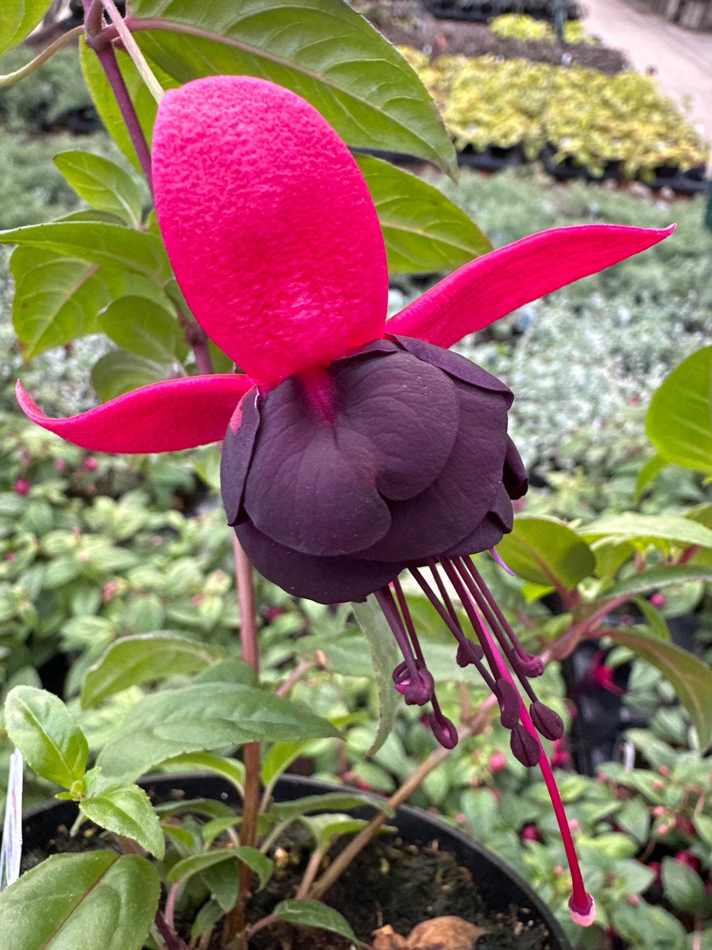 FUCHSIA NEW MILLENNIUM - 4'' POT