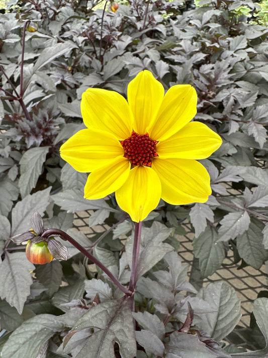 DAHLIA MYSTIC ILLUSION - 6" POT